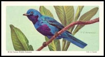 31 Lovely Cotinga